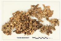 藏品(吉村肺衣)的圖片